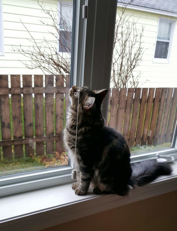 Taz