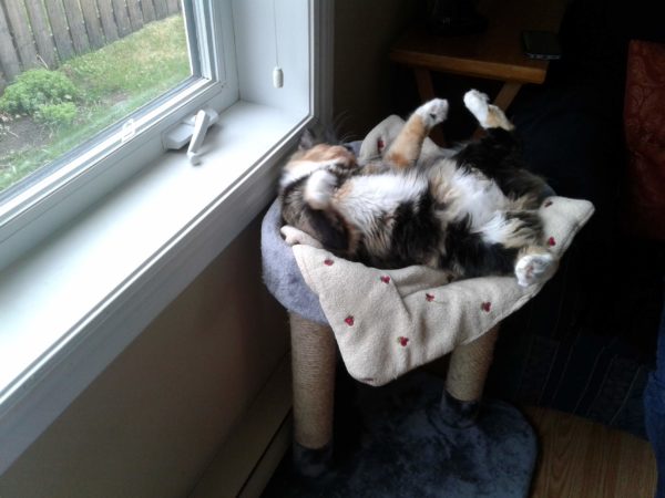 Clawdette